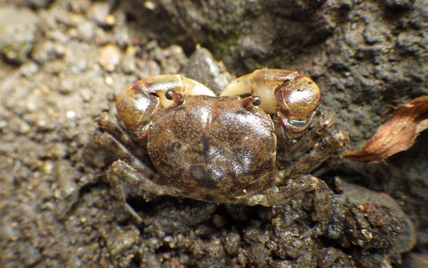 남방방게(성체) /사진=해양수산부
