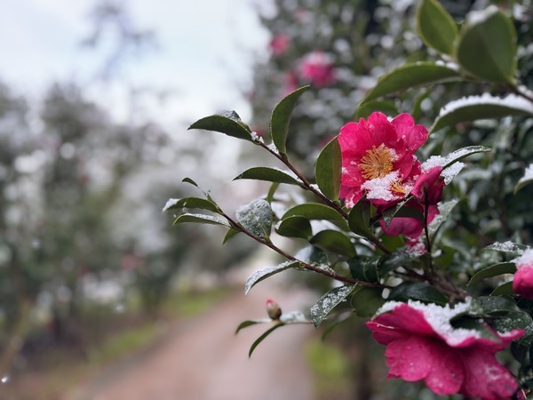 애기동백꽃 /사진제공=신안군