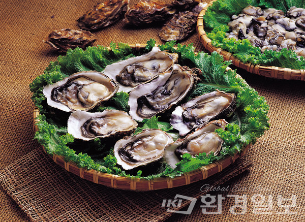 굴은 동서양 모두 즐겨 먹는 수산물로 세계 시장 규모는 2022년 기준 6억 달러에 달하며, 우리나라는 프랑스(1.4억 달러), 중국(1.2억 달러)에 이어 세계 3위의 굴 수출국이다. /사진=환경일보DB