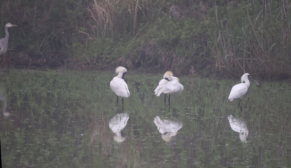 백령도 논에서 발견된 저어새 무리 /자료제공=인천녹색연합