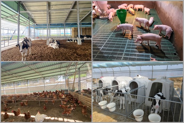 경기도가 2025년도 ‘가축행복농장 인증제’ 신규 인증 참여 농가를 모집한다.  /사진제공=경기도