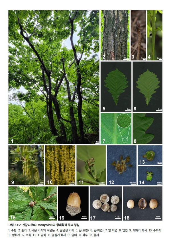 한반도 수목지’ 시리즈 신갈나무 도판 /자료=국립수목원