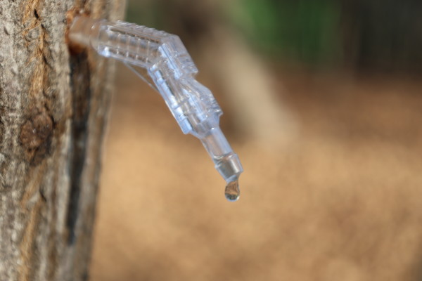 고로쇠 수액은 한 해간의 광합성을 통해 만들어낸 천연 당분을 함유한 건강 이온 음료로, 미네랄 성분이 풍부하여 골다공증 개선·면역증진·고혈압 개선·항비만·숙취 해소의 효과가 있다. /사진=국립산림과학원