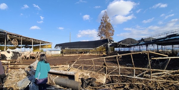 안성시, 축산농가 대설피해농가 재난복구비 지급 계획 /사진제공=안성시