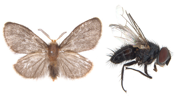 고하도주머니나방 /사진제공=국립호남권생물자원관