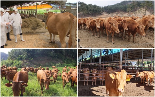 '경기한우 명품화' 사업비 대폭 증액 /사진제공=경기도