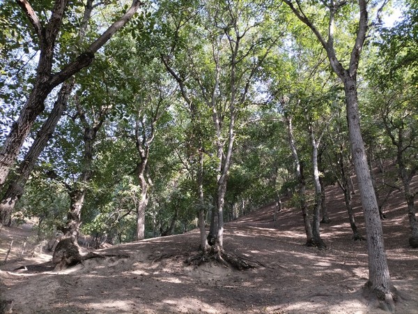 산림복원사업지 /사진제공=키르기스스탄 대사관