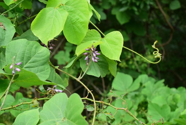 다년생 덩굴식물 칡 /사진제공=국립호남권생물자원관