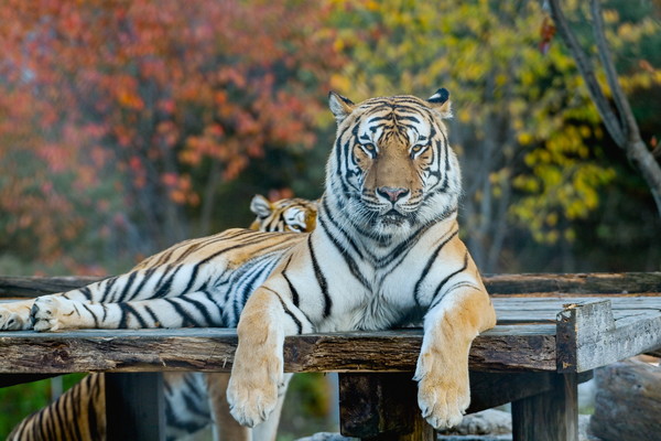 멸종위기종 백두산 호랑이 /사진제공=봉화군