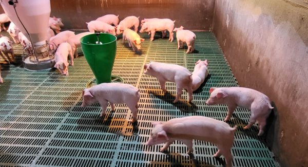 경기도, 양돈농가 소득·환경 개선 61억 원 투입 /사진제공=경기도