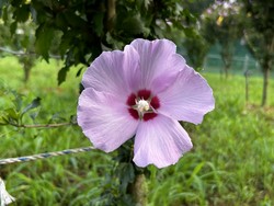 무궁화 국유품종 '단아' /사진=국립산림과학원