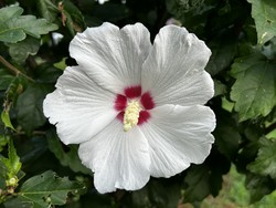 무궁화 국유품종 '한결' /사진=국립산림과학원