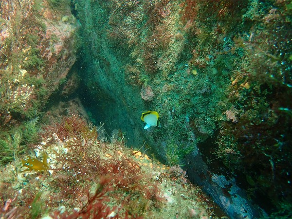 메이오글로수스 제주엔시스(Meioglossus jejuensis Worsaae, 2024) /사진=국립호남권생물자원관 조현근