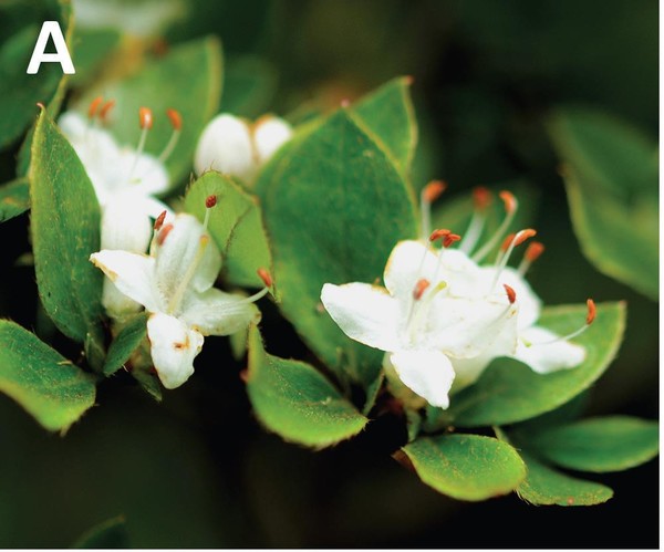 흰참꽃나무(Rhododendron sohayakiense var. koreanum Y.Watan. & T.Yukawa) (Yoichi et al 2019, 발췌) /사진=국립생물자원관