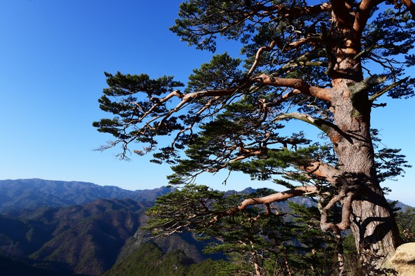 울진 소광리 금강송 /사진제공=국립산림과학원