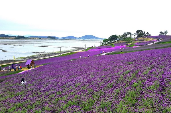 컬러마케팅 /사진제공=신안군