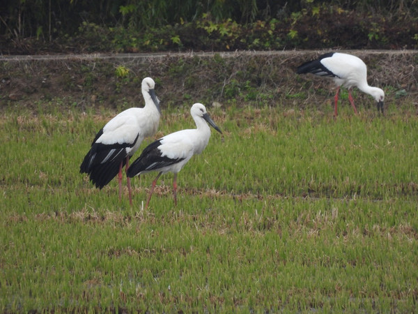 황새 /사진=인천녹색연합