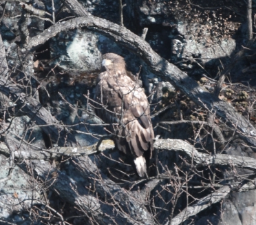 '참수리' 어린새 /사진제공=울산시