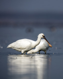 노랑부리저어새 /사진제공=해양수산부