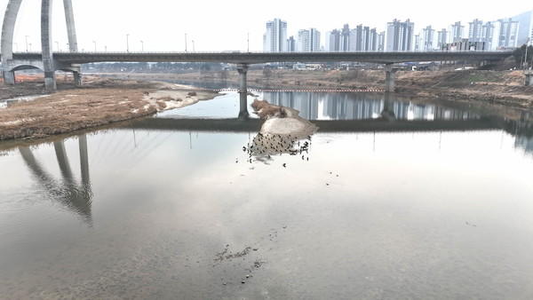 준설현장에서 피해 있는 겨울철새들 /사진제공=대전환경운동연합