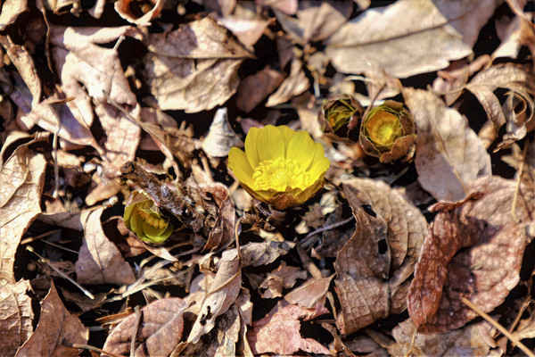 복수초 개화 모습 /사진제공=국립산림과학원