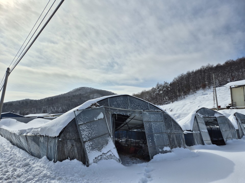 폭설로 지붕이 주저앉은 전북 진안군 비닐하우스 /사진제공=농촌진흥청
