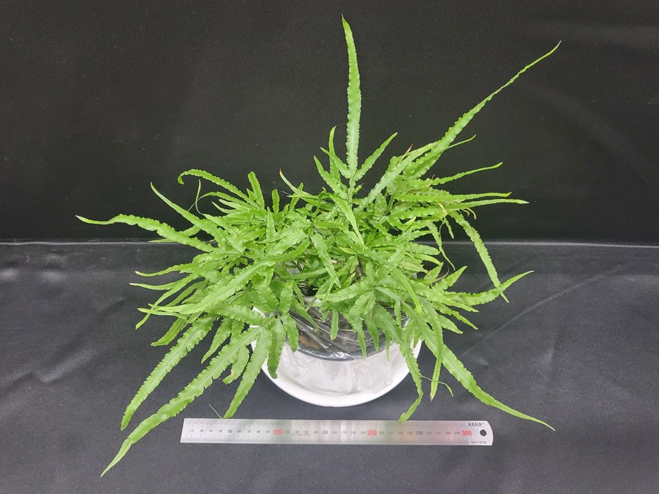 봉의꼬리 /사진제공=농촌진흥청