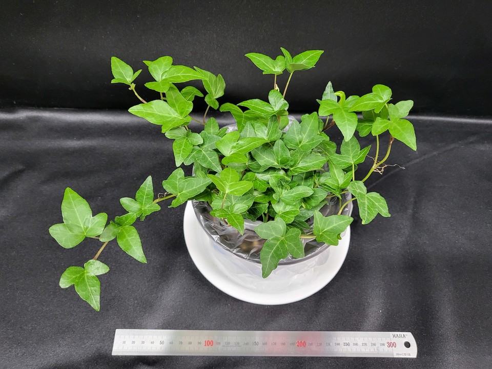 아이비 /사진제공=농촌진흥청