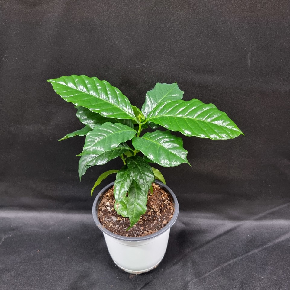 커피나무 /사진제공=농촌진흥청