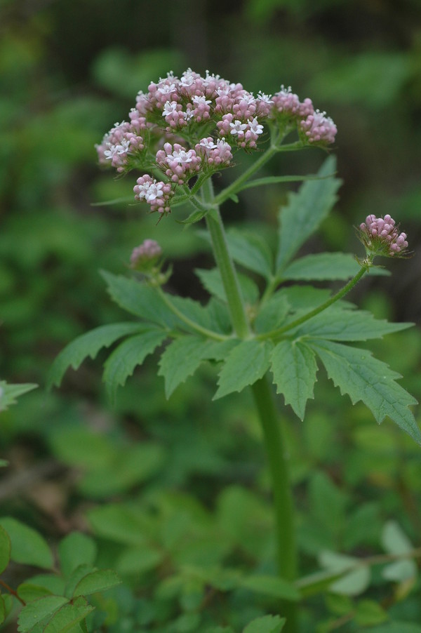 쥐오줌풀 전초 /사진제공=국립생물자원관