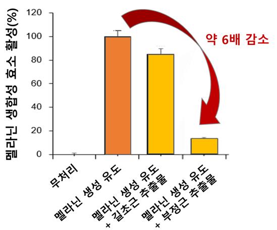 길초근 추출물의 멜라닌 생합성 효소 억제 효과 /자료제공=국립호남권생물자원관