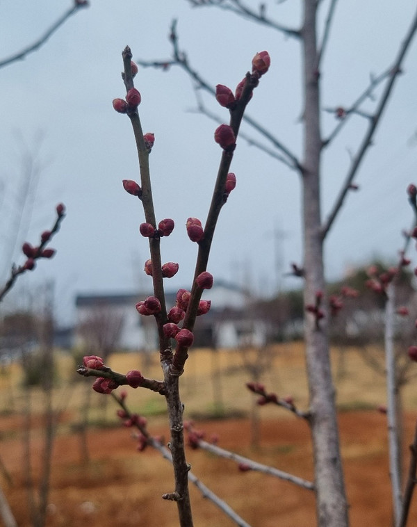 망울진 홍매화 /사진제공=강진군