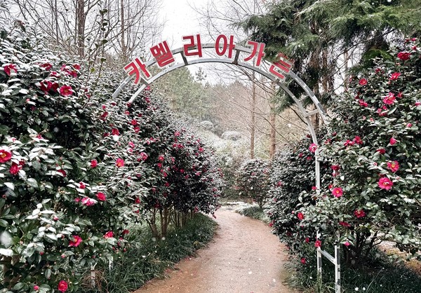 섬 겨울꽃 축제 /사진제공=신안군
