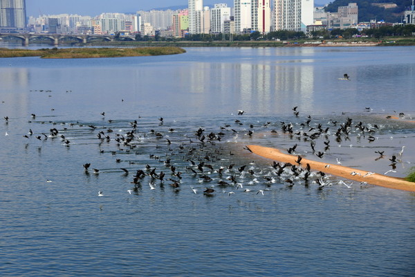  태화강 하구에 서식하는 겨울철새 무리  /사진제공=울산시