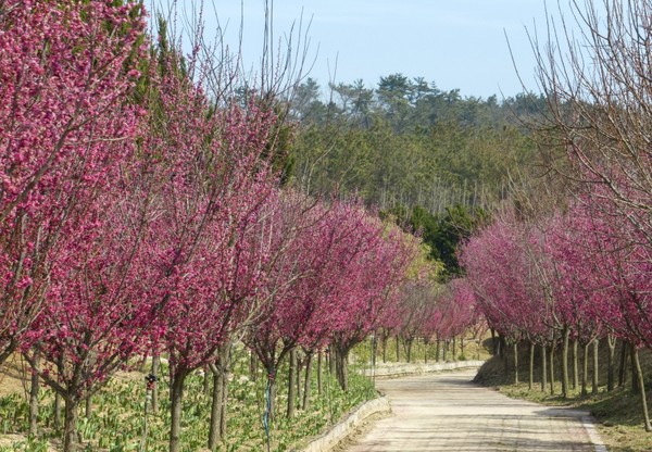홍매화 축제 /사진제공=신안군