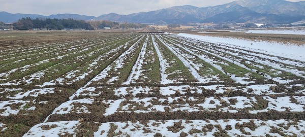 영암군, 대신리 보리밭 / 사진제공=영암군