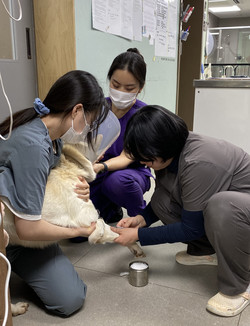 불법 덫에 다리를 다친 영천이를 구조해 치료를 받고 있다. /사진제공=카라