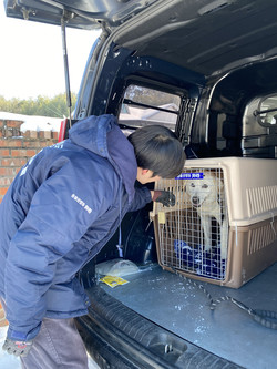 지난 제주항공 참사로 가족을 잃은 반려견이 새로운 가정을 찾을 수 있도록 구조와 입양 지원에 나섰다. 구조된 반려견 둥이. /사진제공=카라