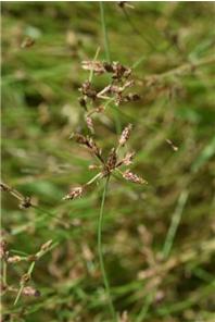 하늘지기 /사진제공=국립낙동강생물자원관