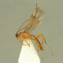 제주박각시살이고치벌(한국, 중국, 일본, 대만, 베트남) /자료제공=환경부