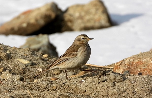 옅은밭종다리는 흔히 서식하는 밭종다리와 다르게 색이 옅은 올리브 빛을 띄고 있으며, 국내에는 군산, 어청도 등지에서 불규칙적으로 도래하는 매우 희귀한 겨울철새로 알려진 종이다. /사진제공=대전환경운동연합