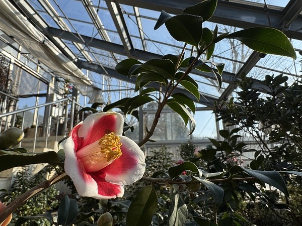 희귀동백꽃과 분재 공원 /사진제공=신안군