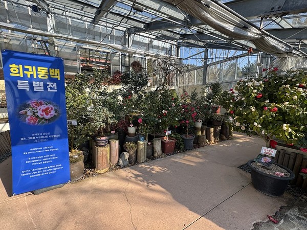 희귀동백꽃 / 사진제공=신안군