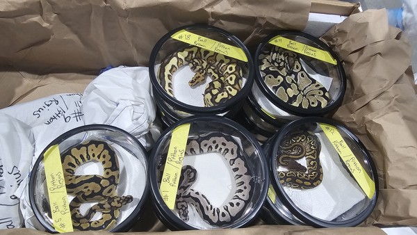 야생동물 실제 검역 /사진제공=환경부