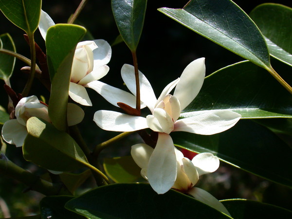 초령목 /사진제공=국립생태원 멸종위기종복원센터, 제주대학교 기초과학연구소 문명옥