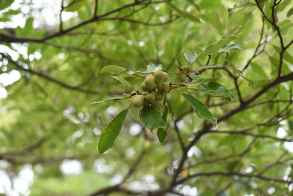 초령목 /사진제공=국립생물자원관