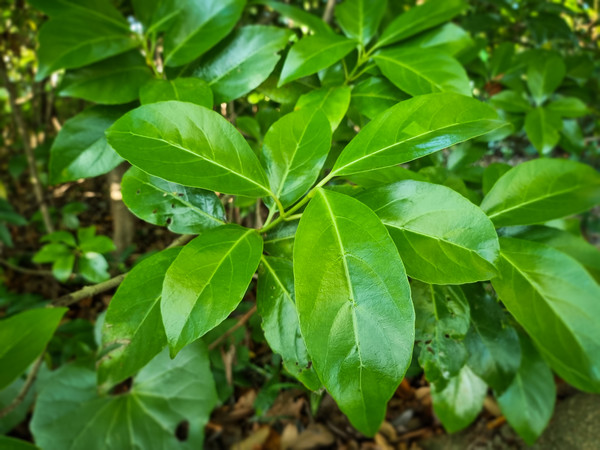 초령목 /사진제공=국립생태원 멸종위기종복원센터, 제주대학교 기초과학연구소 문명옥