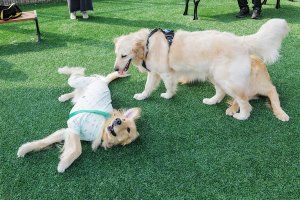 책임감 있는 돌봄 문화 확산을 위해 반려동물(개‧고양이) 입양 전 교육을 의무화하한다. /사진제공=동대문구 /사진제공=동대문구