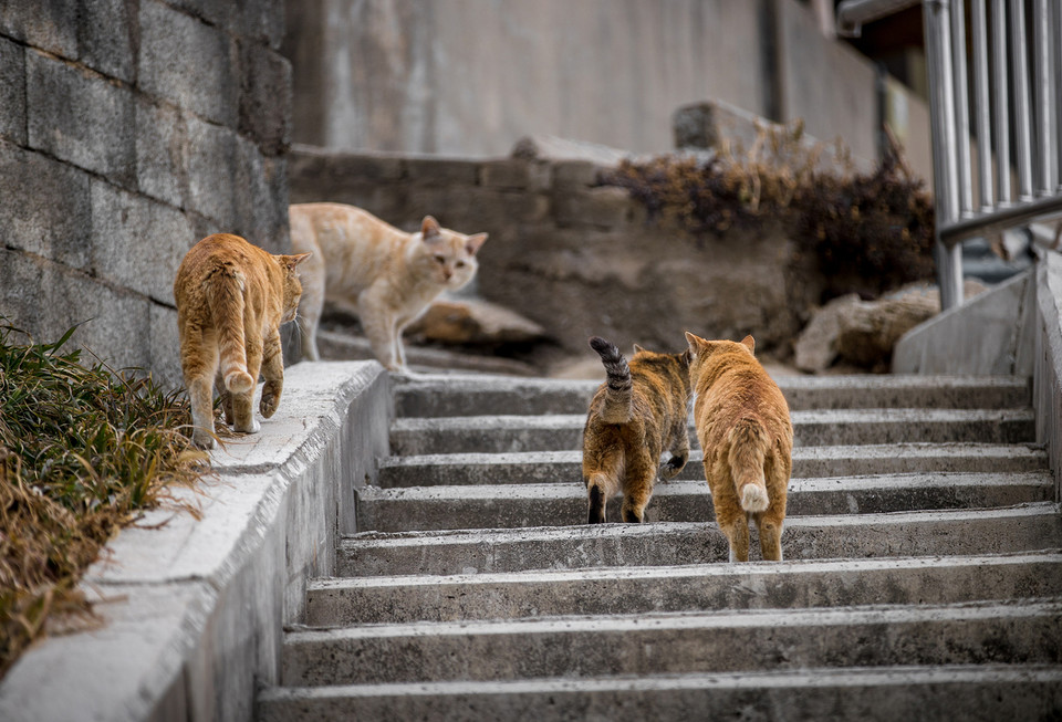 최근 증가하고 있는 길고양이 민원 관련해서는 지자체, 캣맘, 지역주민들이 함께 하는 사회적 협의체를 운영, 소통의 장을 마련해 사회적 갈등을 완화해 나간다. /사진=환경일보DB