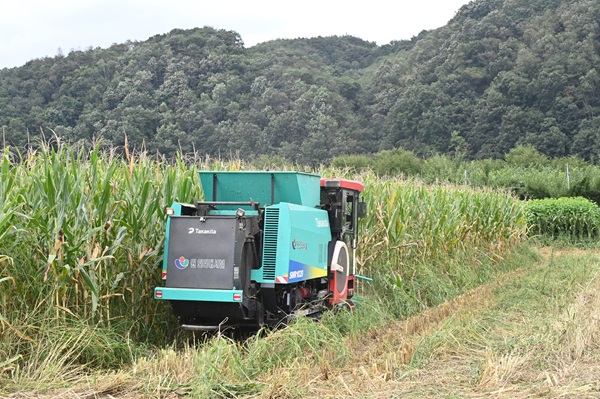 조사료 수확 현장 /사진제공=청송군